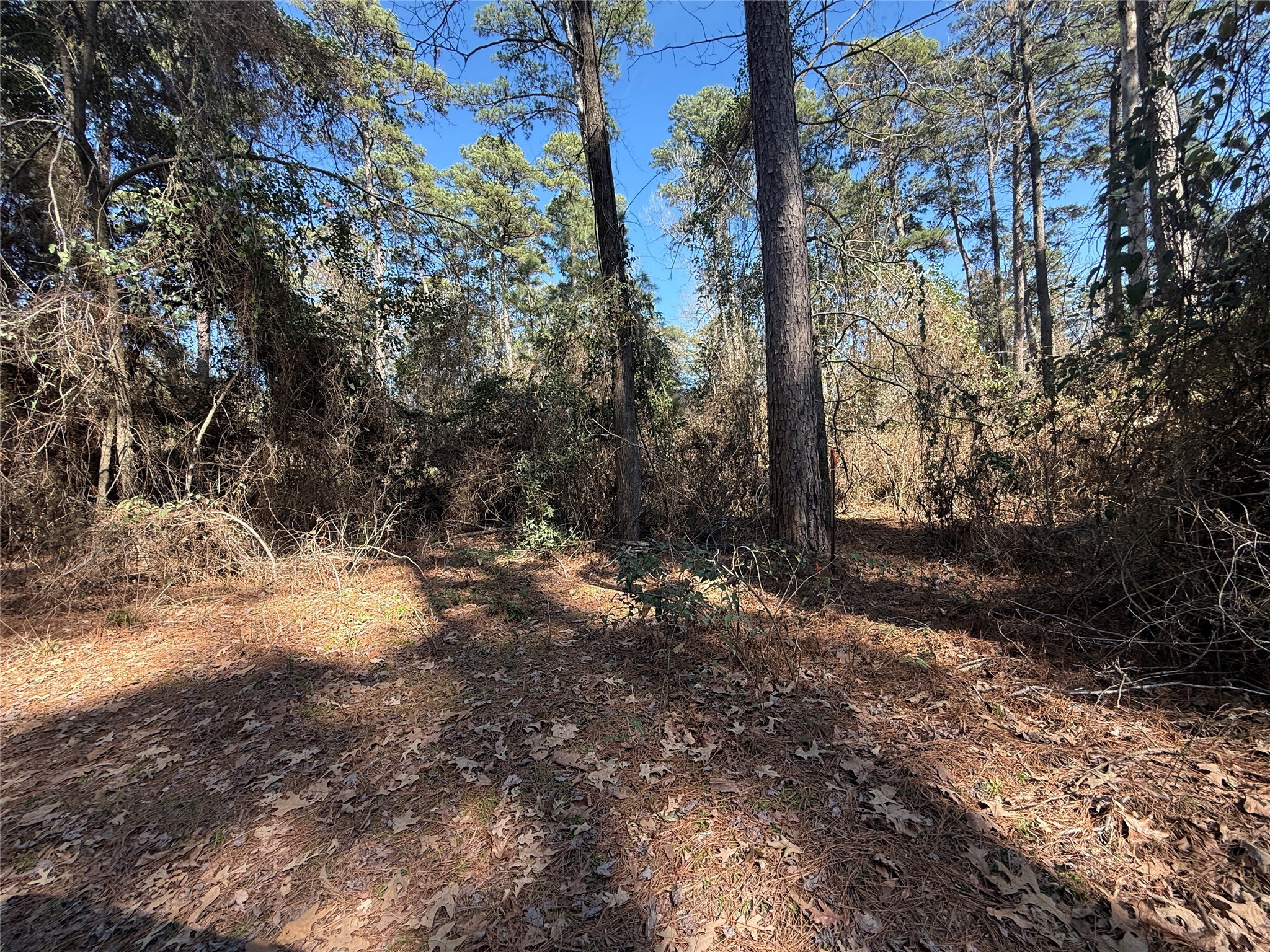 Lot 5 Private Road 8573 Winnsboro TX 75494