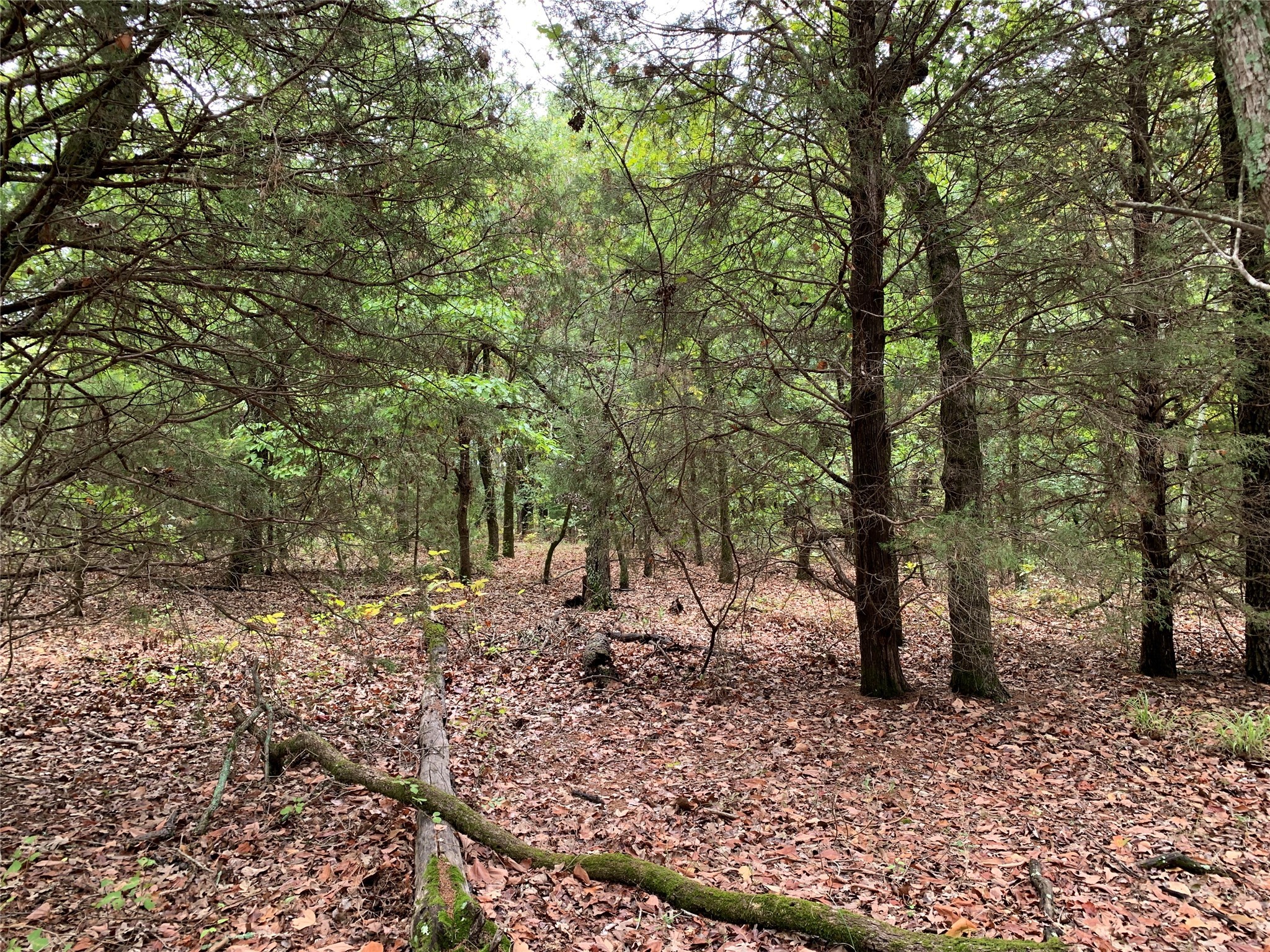Tbd Cr 1503 Athens TX 75751