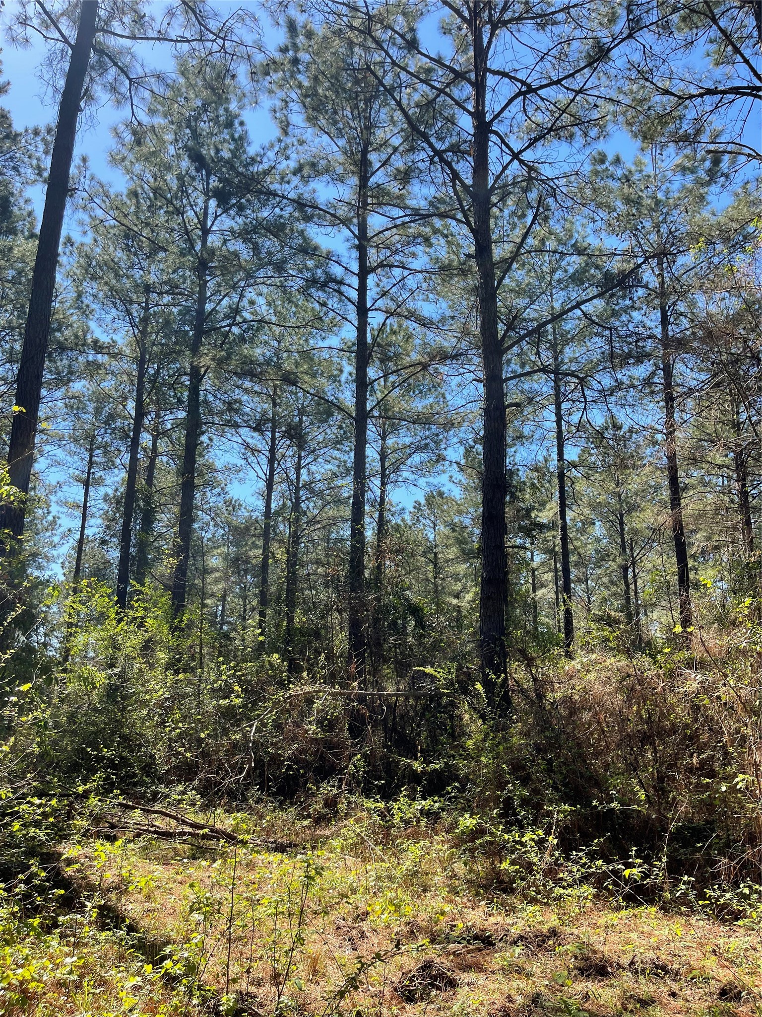 0 Providence Private Lane Frierson LA 71027