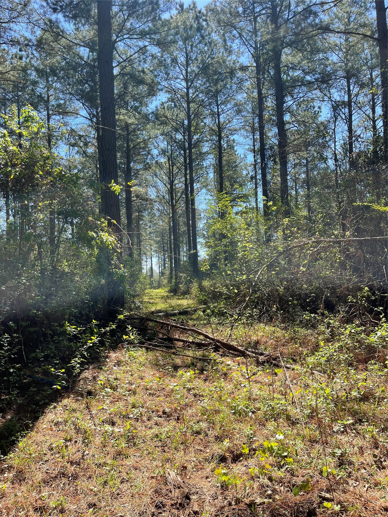 0 Providence Private Lane Frierson LA 71027