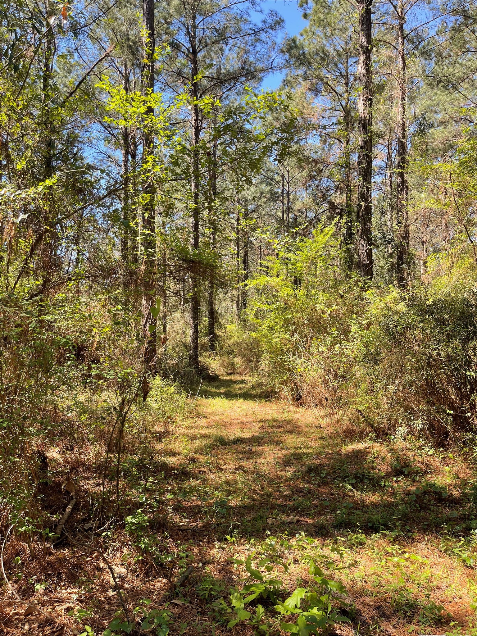 0 Providence Private Lane Frierson LA 71027