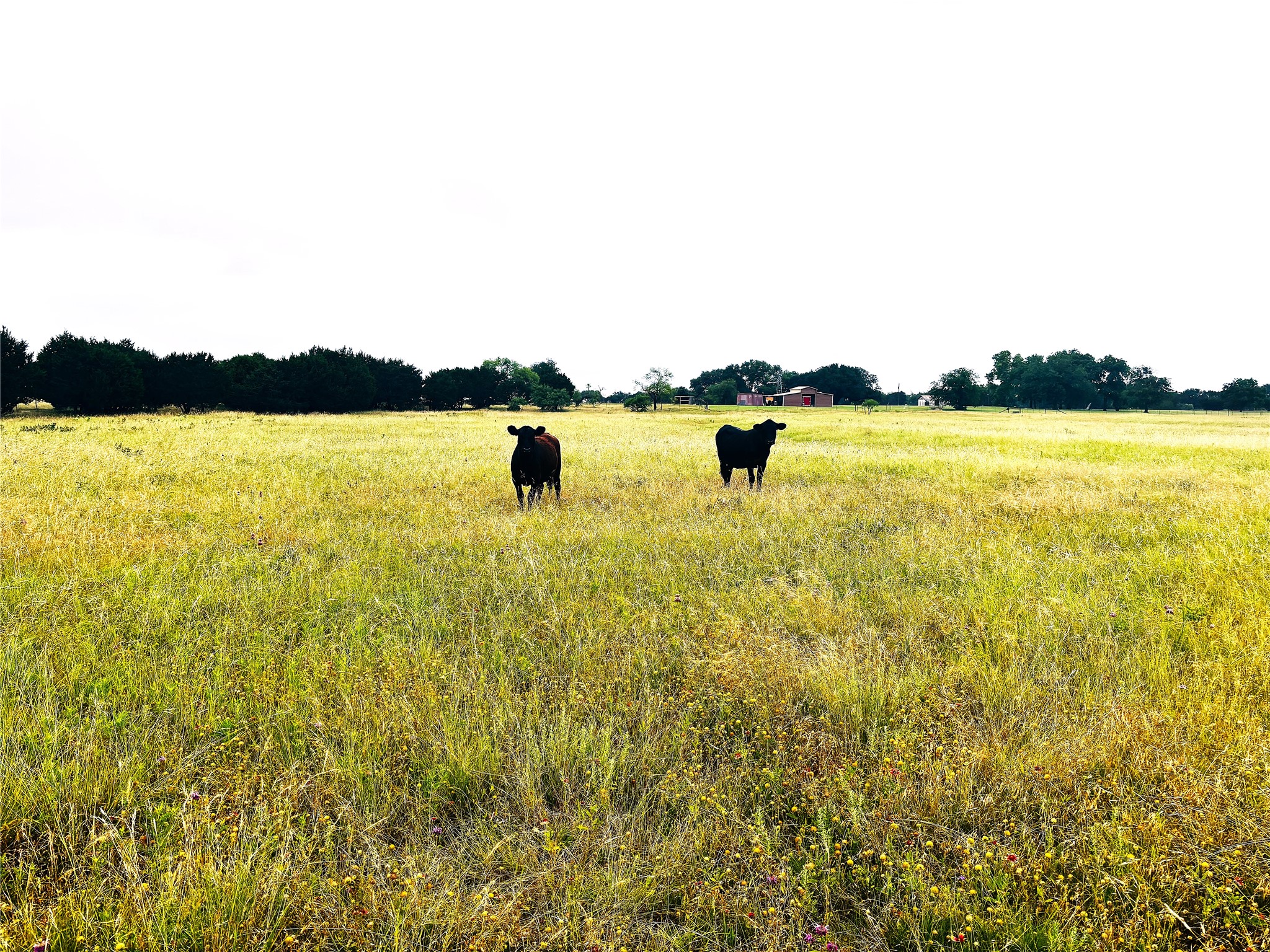 929 Cr 2357 Meridian TX 76665