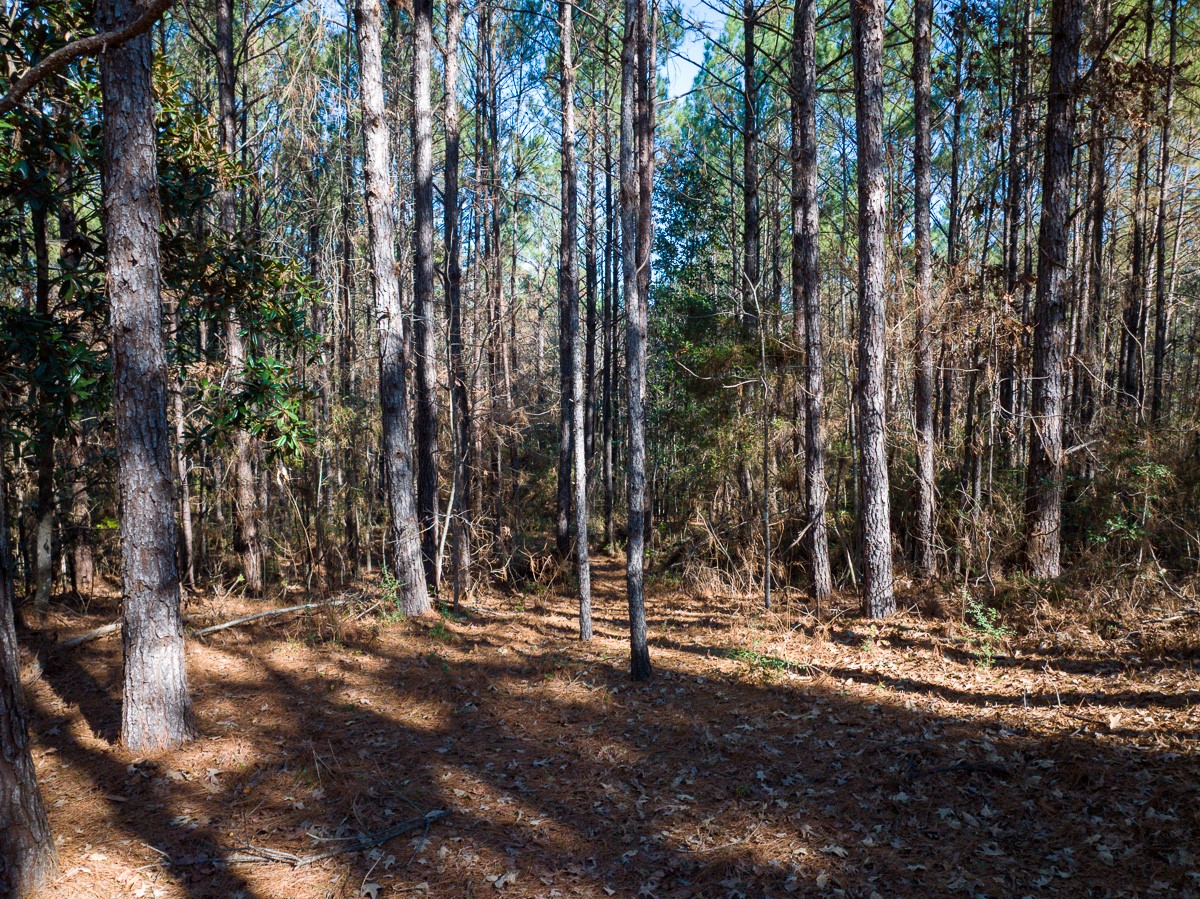 3320 Farm To Market 3065 Colmesneil TX 75938
