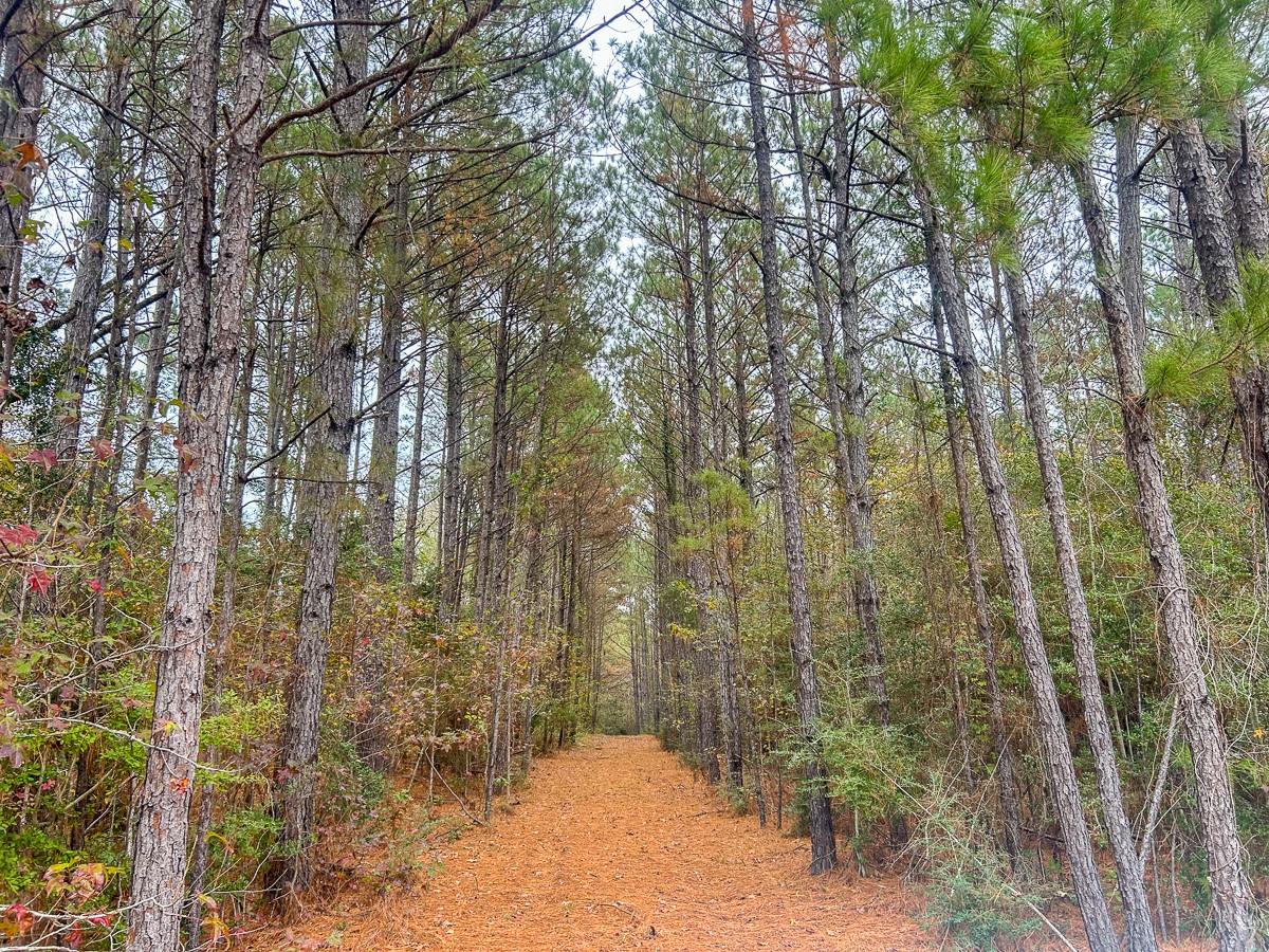 3320 Farm To Market 3065 Colmesneil TX 75938