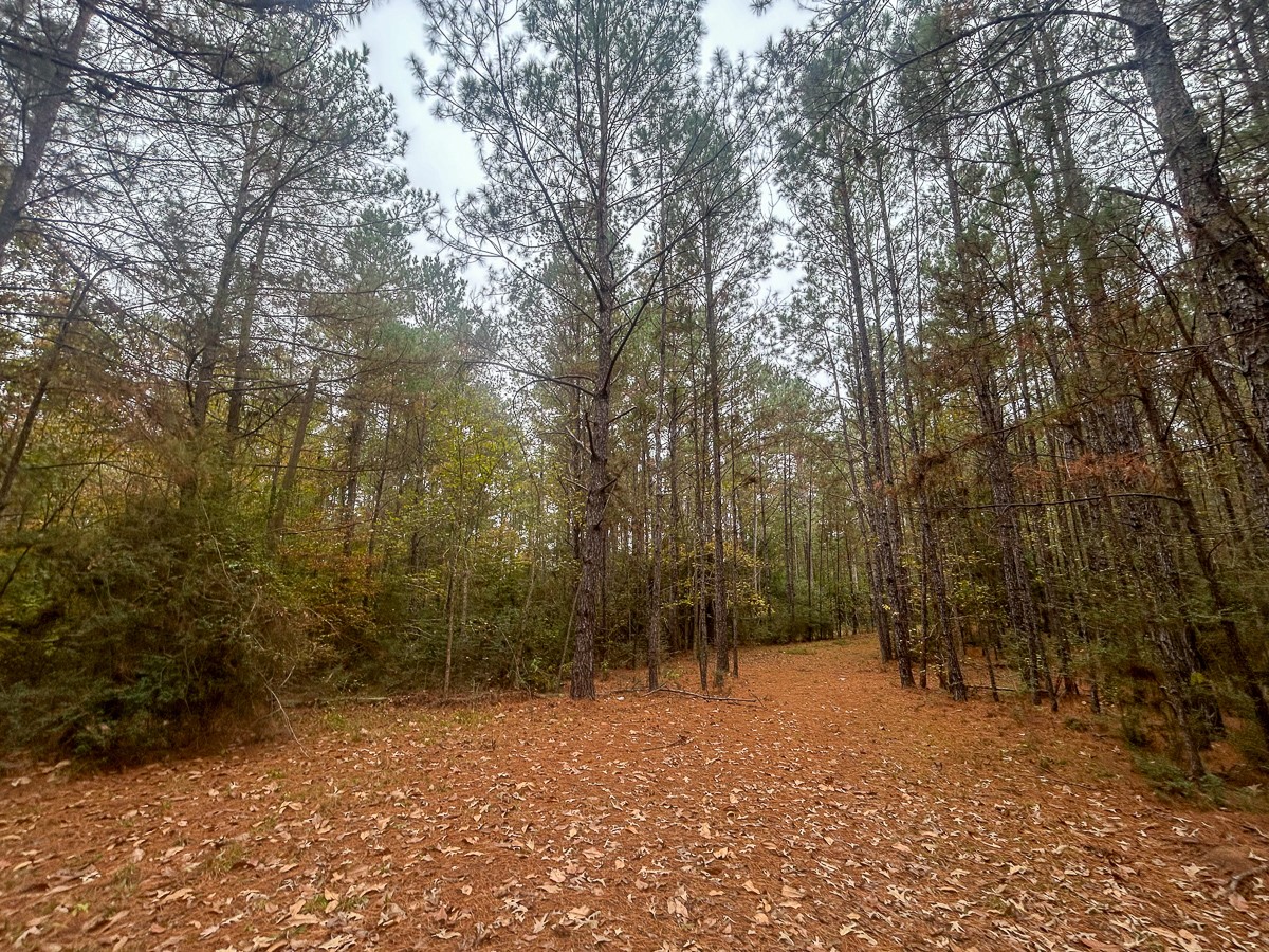 3320 Farm To Market 3065 Colmesneil TX 75938