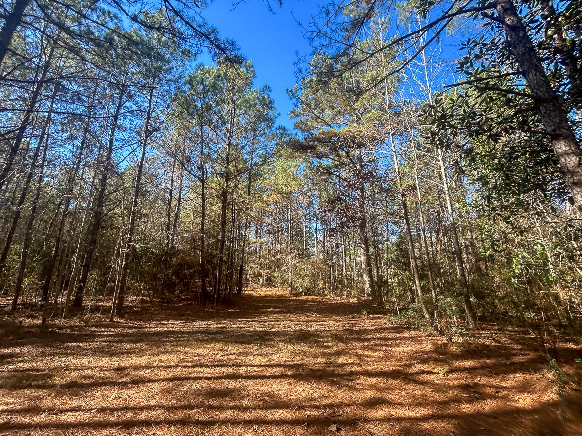 3320 Farm To Market 3065 Colmesneil TX 75938