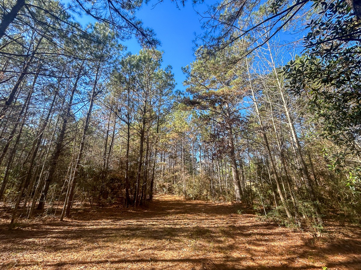 3320 Farm To Market 3065 Colmesneil TX 75938