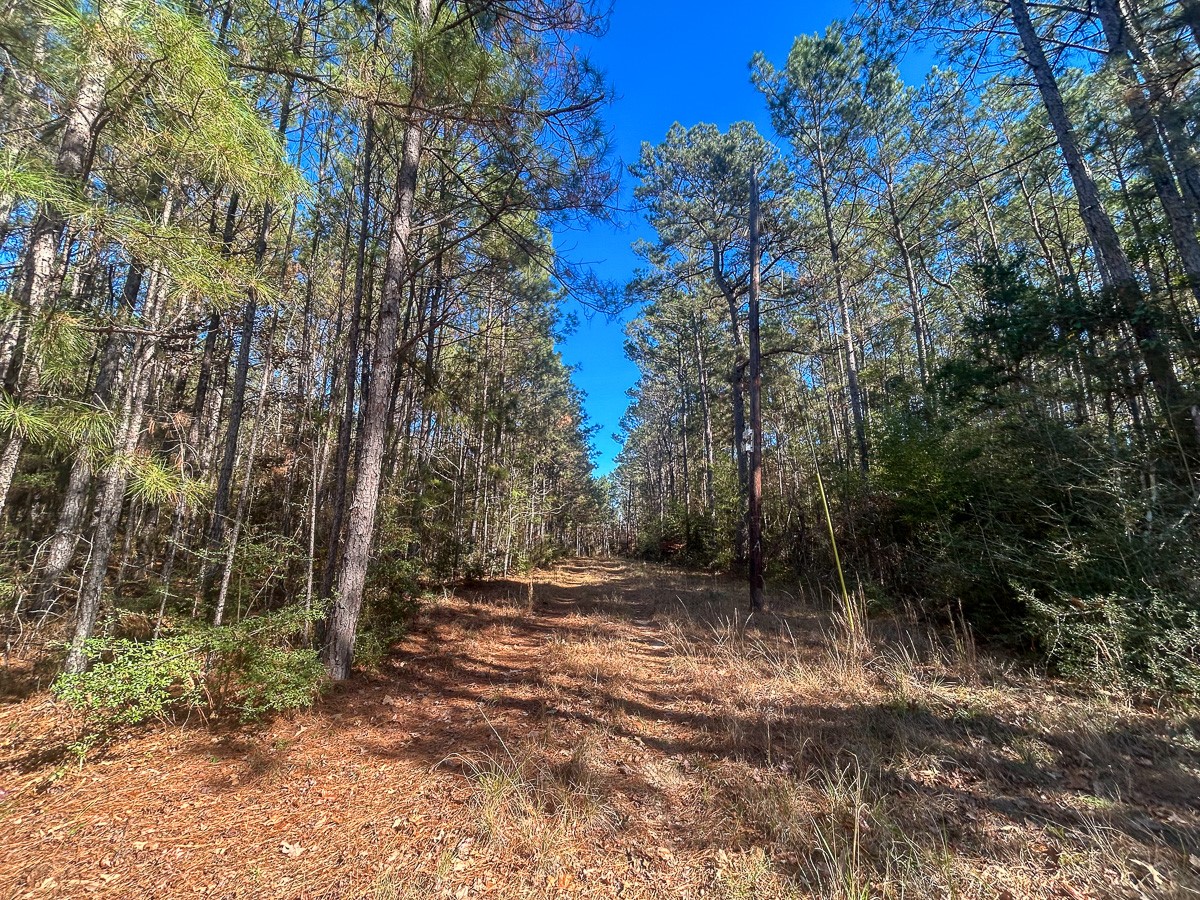 3320 Farm To Market 3065 Colmesneil TX 75938