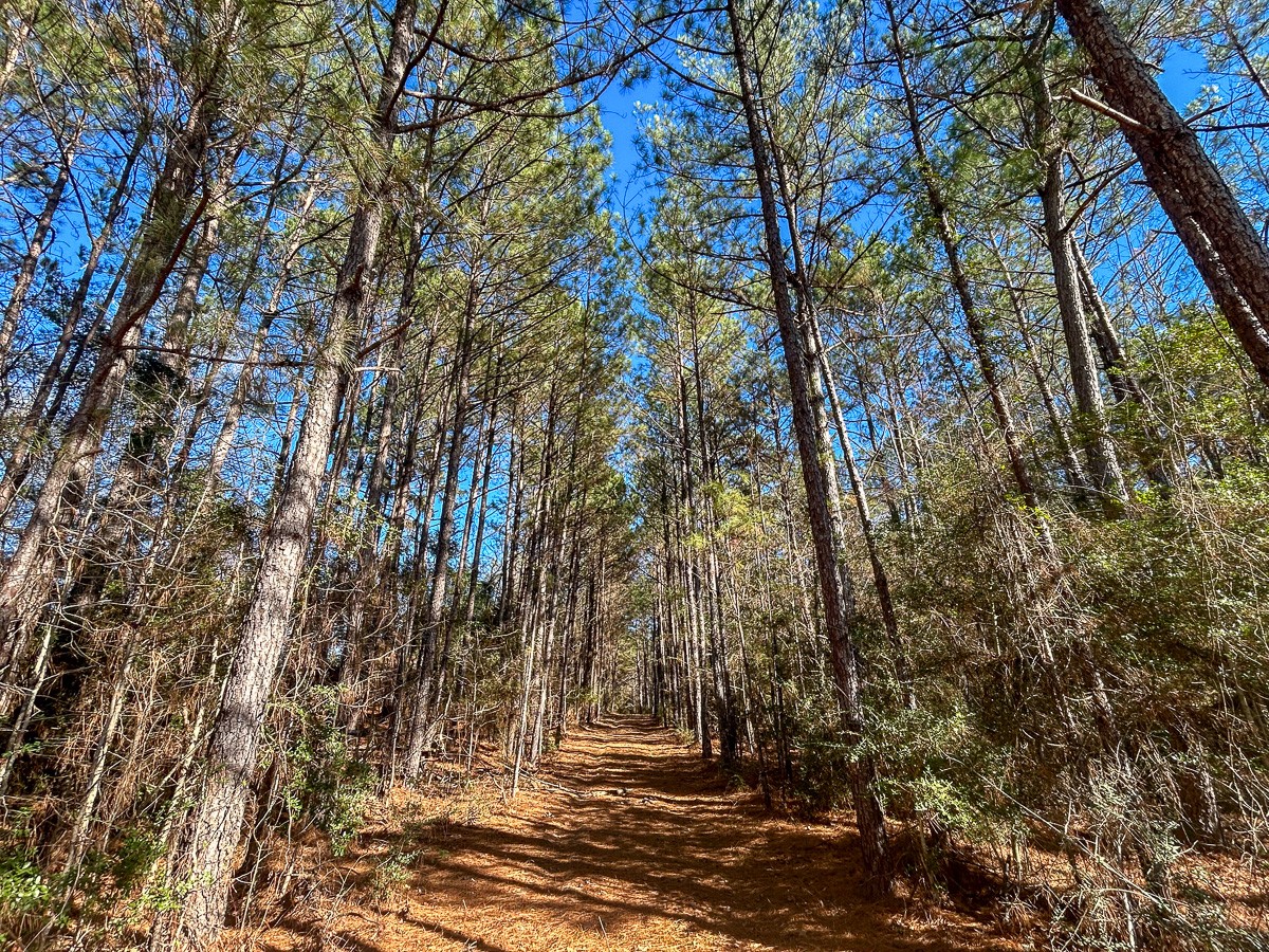 3320 Farm To Market 3065 Colmesneil TX 75938