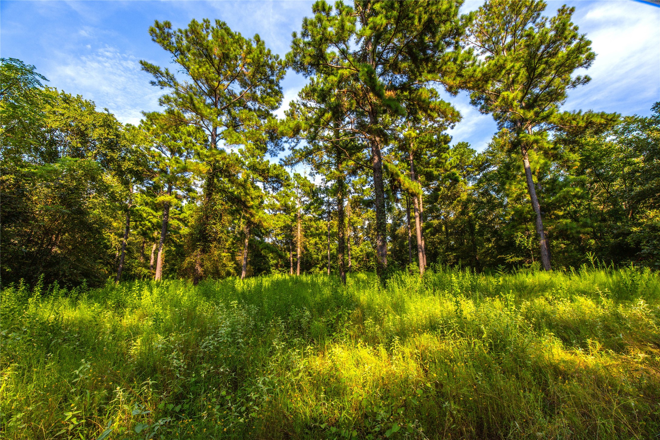 Tract 11 County Road 4222 Frankston TX 75763