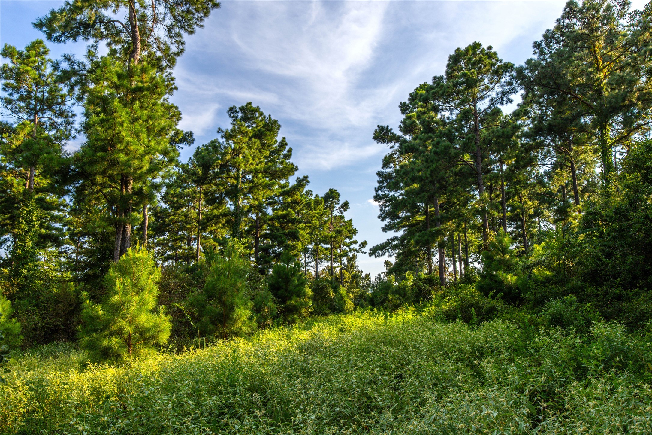 Tract 11 County Road 4222 Frankston TX 75763