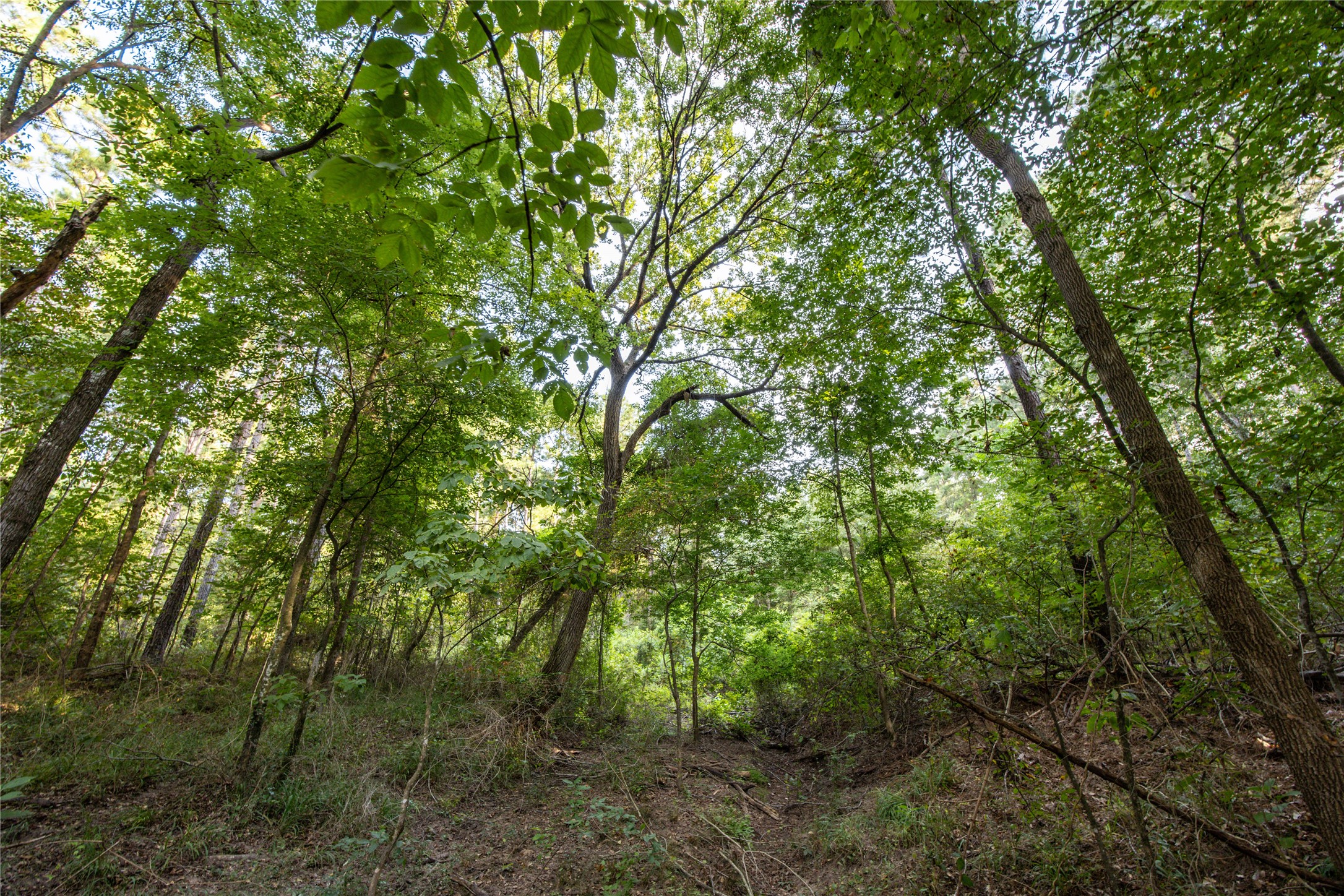 Tract 11 County Road 4222 Frankston TX 75763
