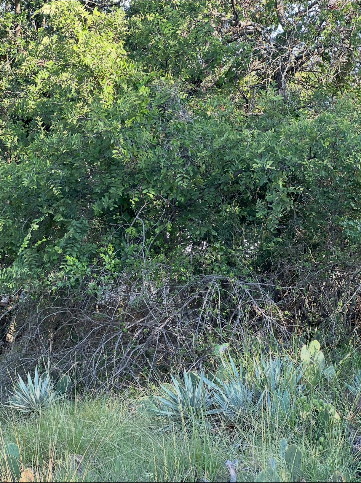 Lot 669 S Lakeside Drive May TX 76857