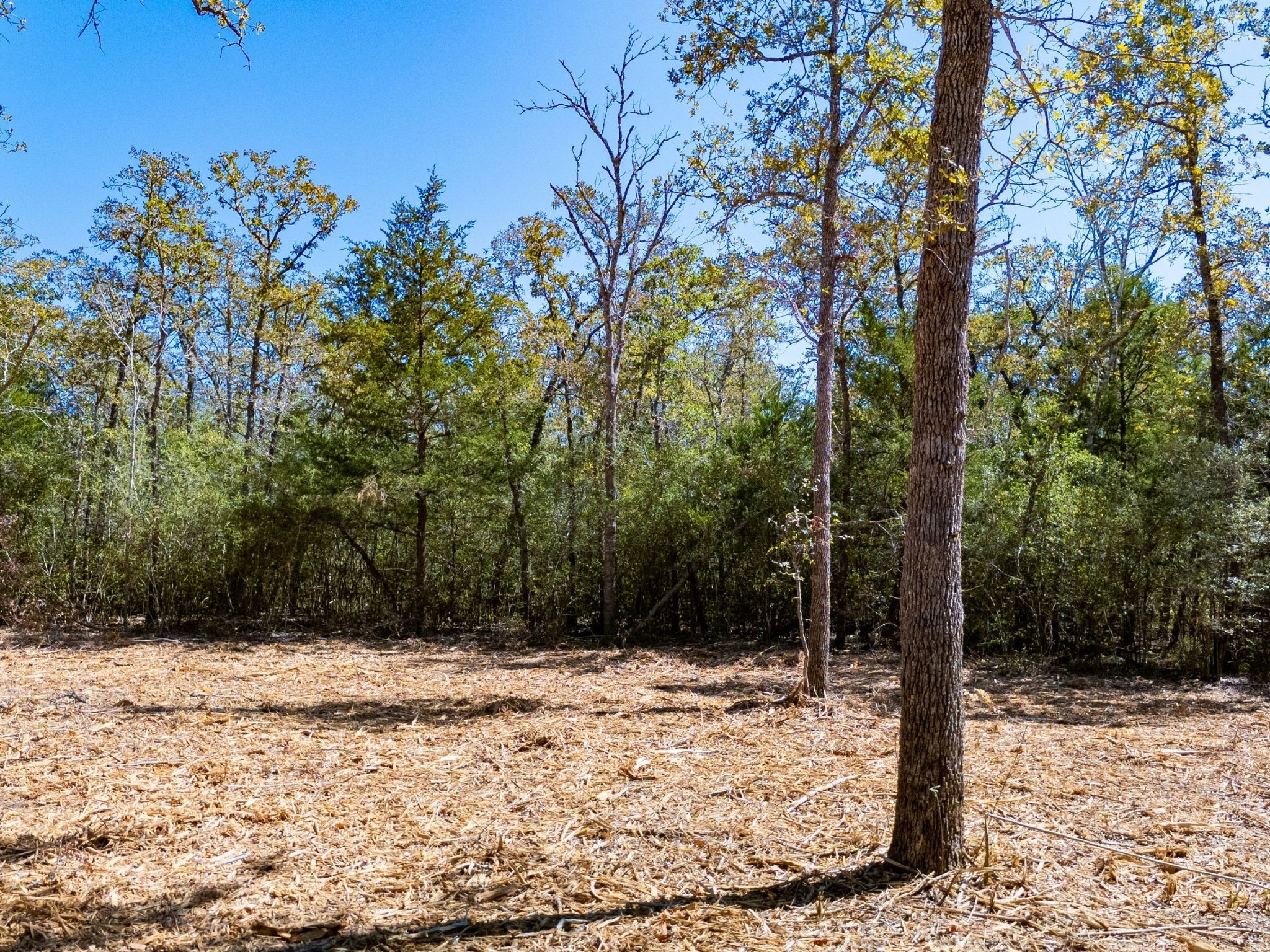 12345 Country Road 414 Somerville TX 77879