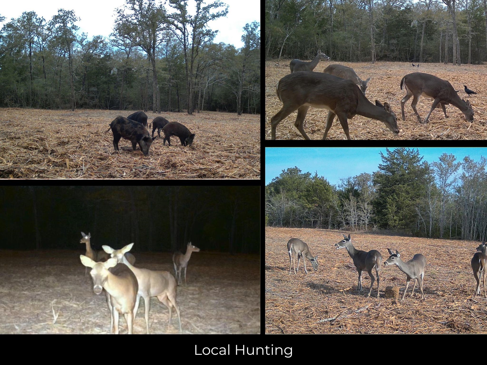 12345 Country Road 414 Somerville TX 77879