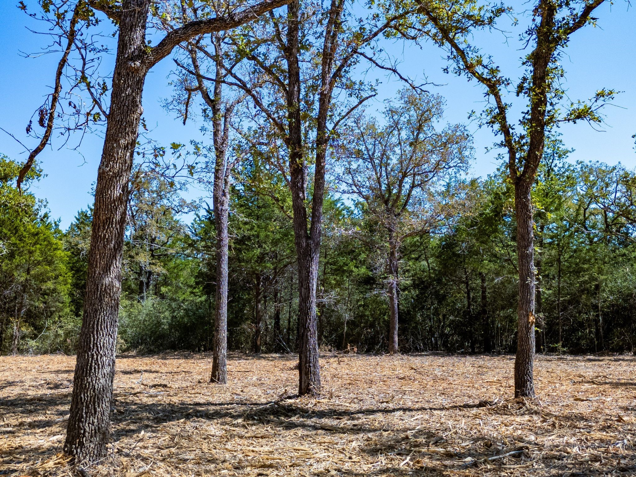 12345 Country Road 414 Somerville TX 77879