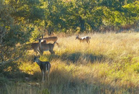 Dripping Springs TX 78620