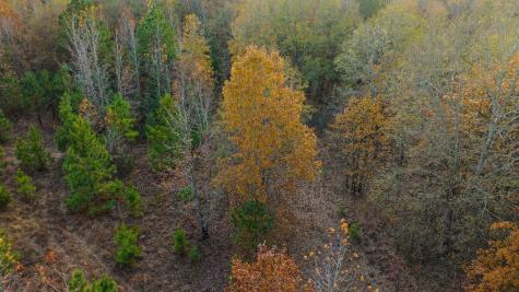 Tbd County Road 1440 Bogata TX 75417