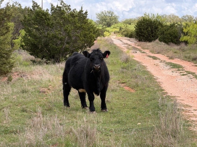 2221 Lemons Gap Road Ovalo TX 79541