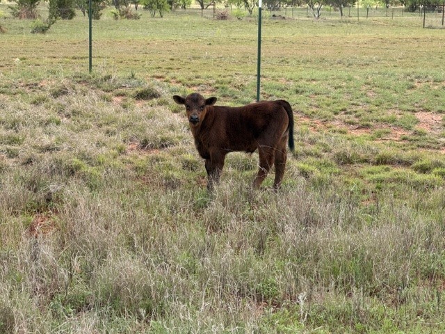 2221 Lemons Gap Road Ovalo TX 79541