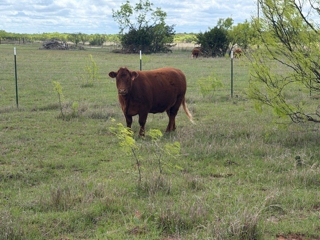 2221 Lemons Gap Road Ovalo TX 79541