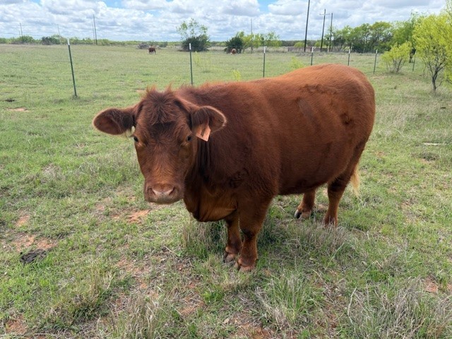 2221 Lemons Gap Road Ovalo TX 79541