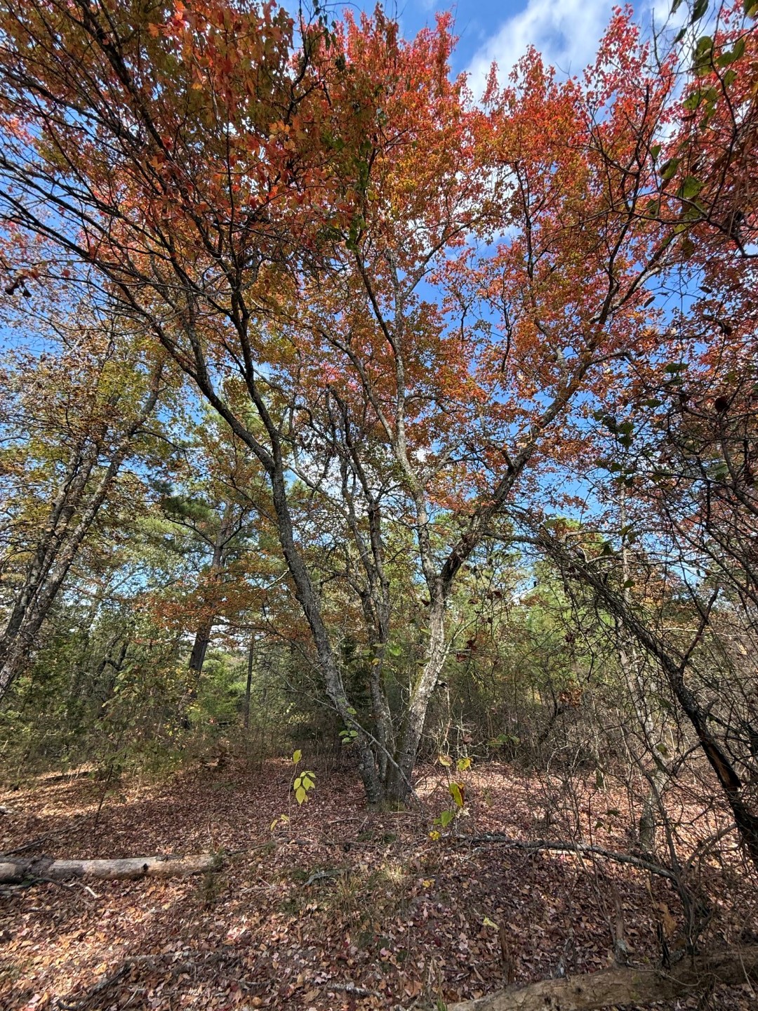 Tbd Stag Road Gilmer TX 75644