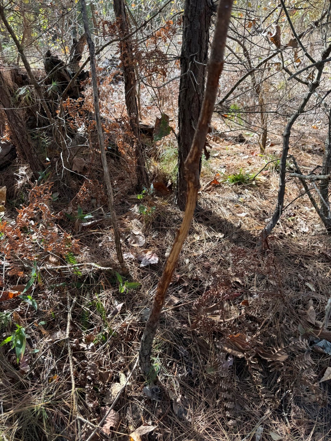Tbd Stag Road Gilmer TX 75644