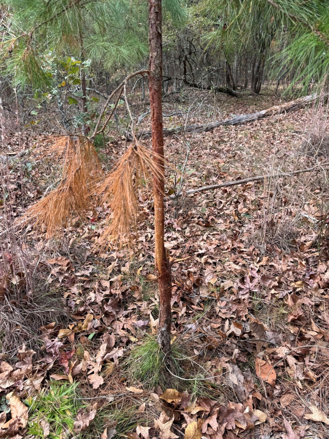 Tbd Stag Road Gilmer TX 75644