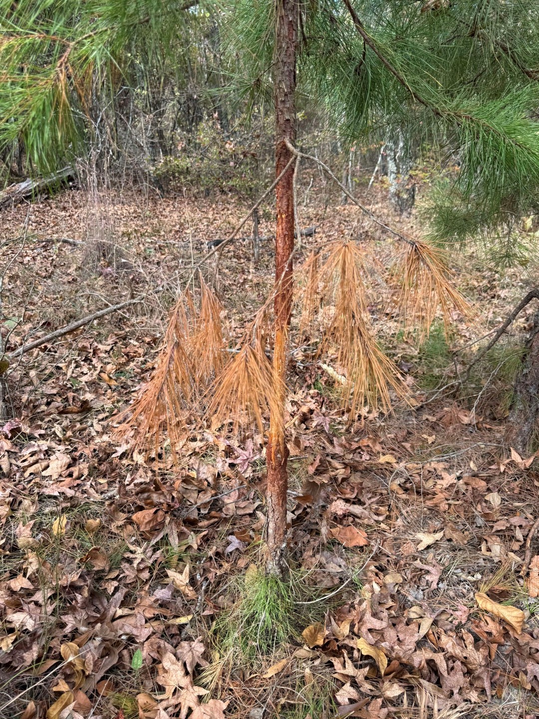 Tbd Stag Road Gilmer TX 75644