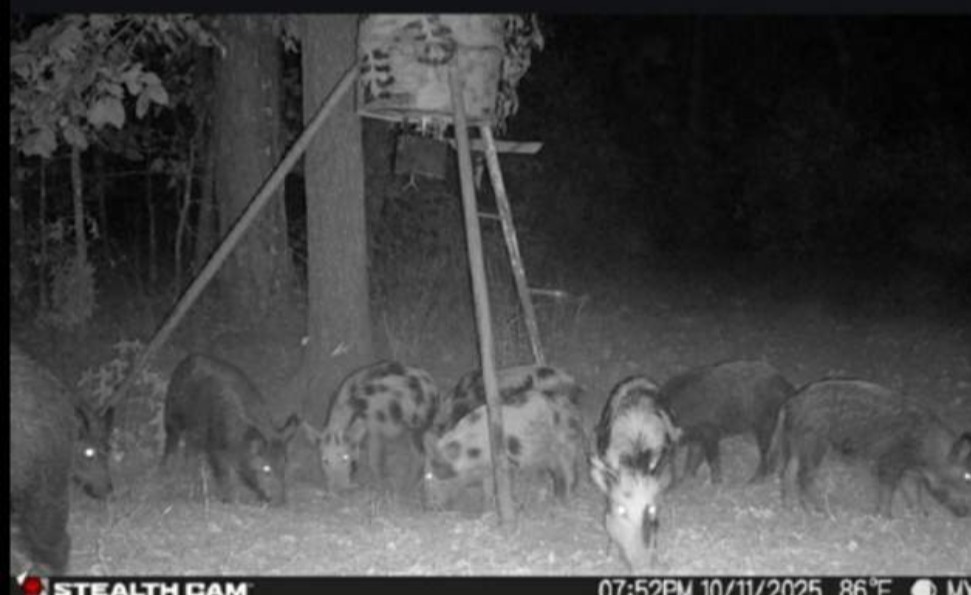 Tbd Stag Road Gilmer TX 75644