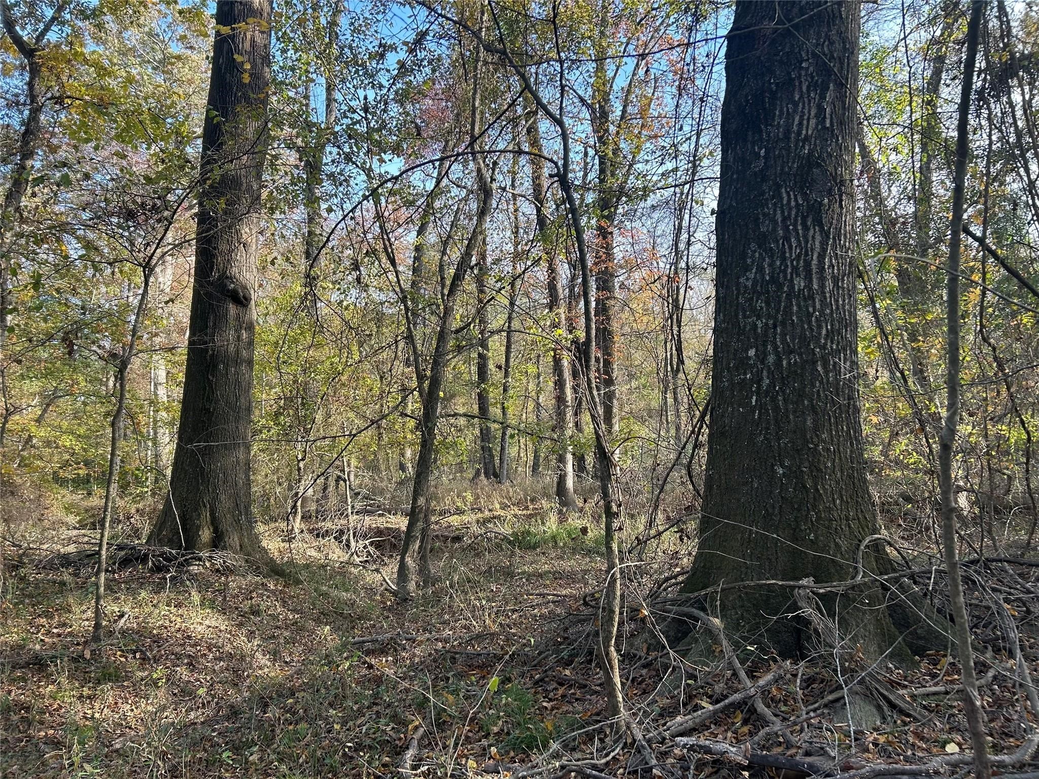 Tract A County Road 1412 Bogata TX 75426