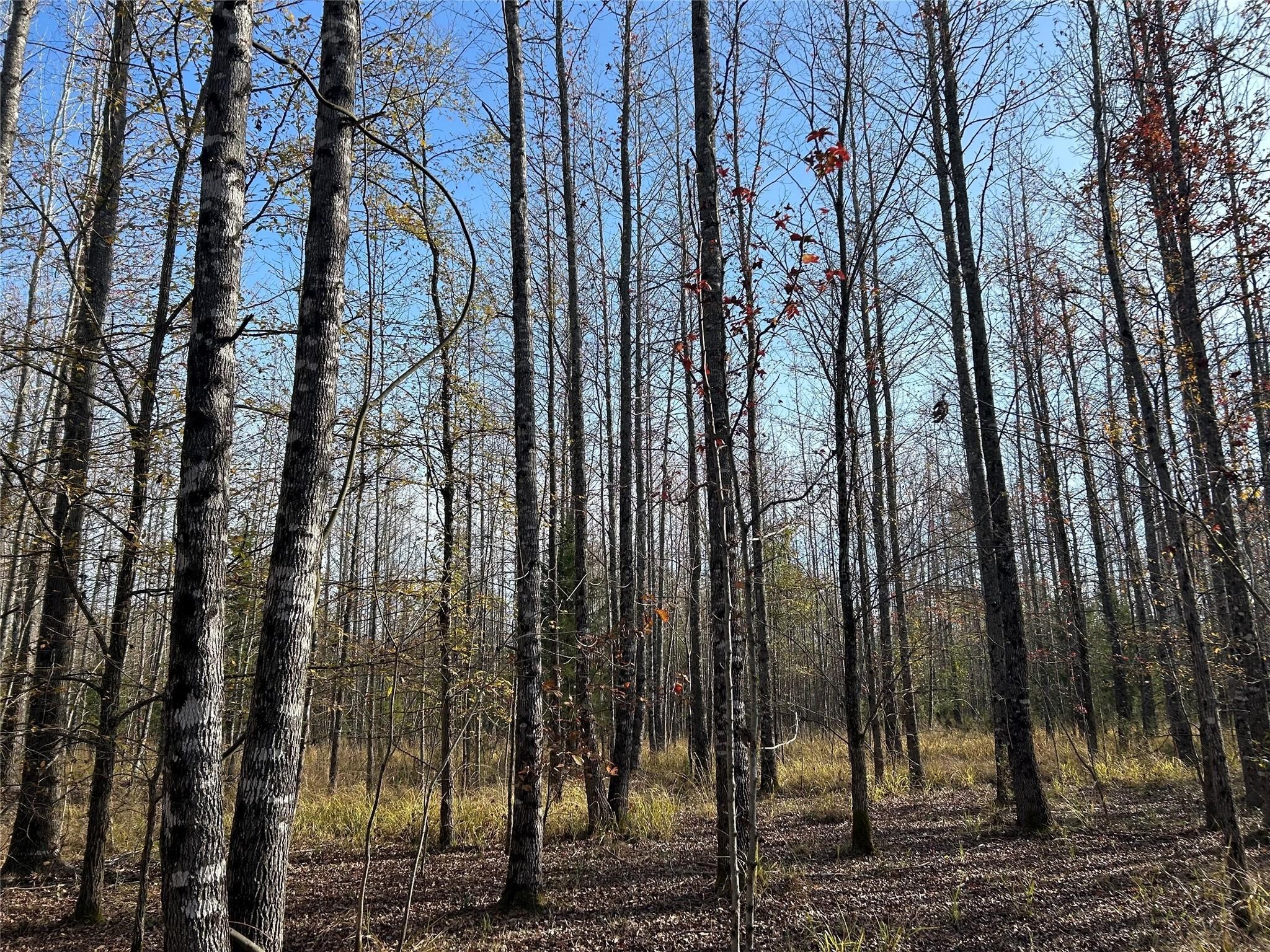 Tract A County Road 1412 Bogata TX 75426