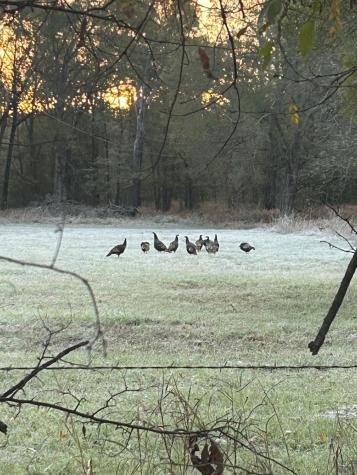 Tract A County Road 1412 Bogata TX 75426