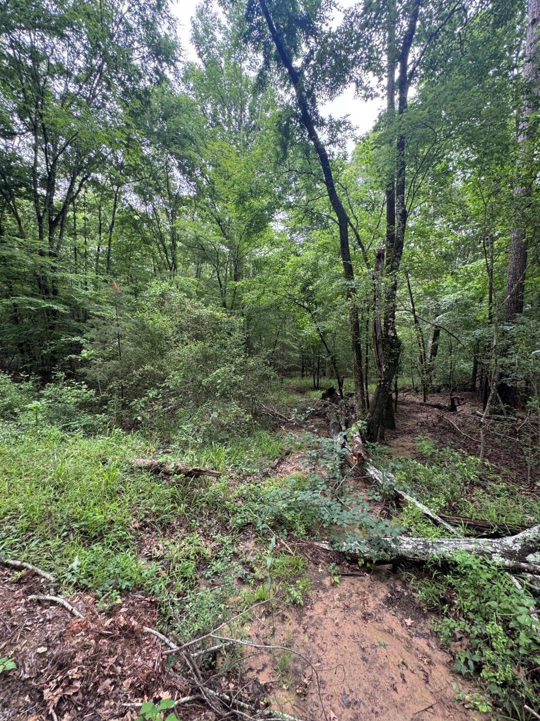 Tbd County Road 4679 Tenaha TX 75974