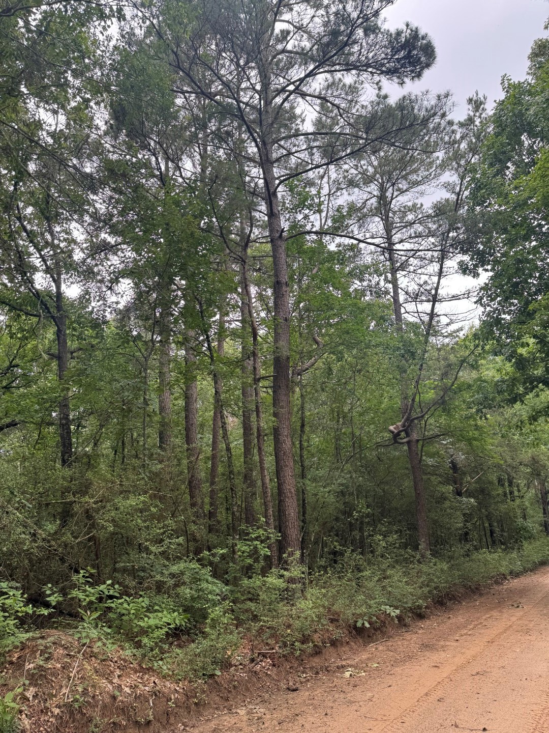 Tbd County Road 4679 Tenaha TX 75974