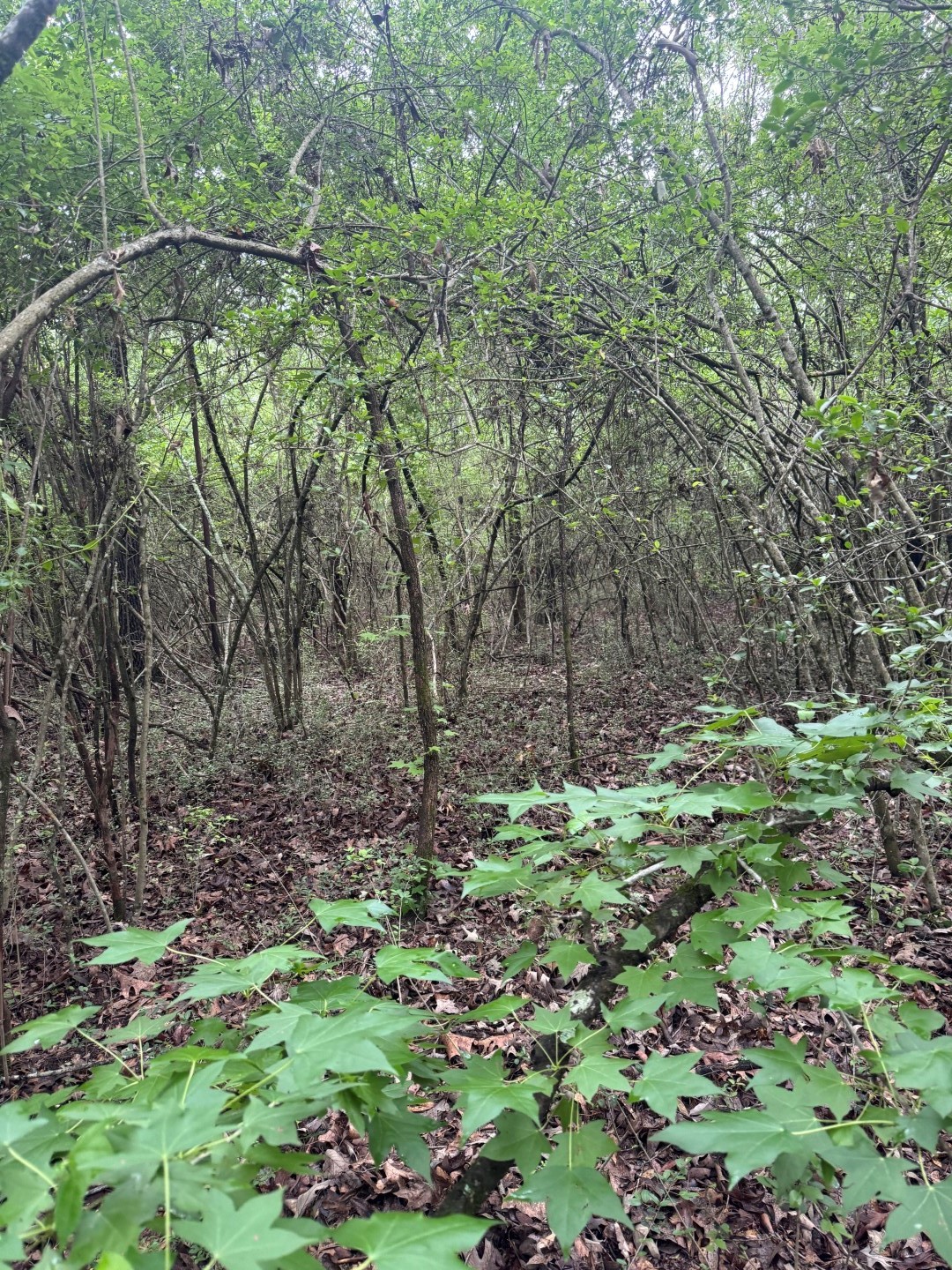 Tbd County Road 4679 Tenaha TX 75974