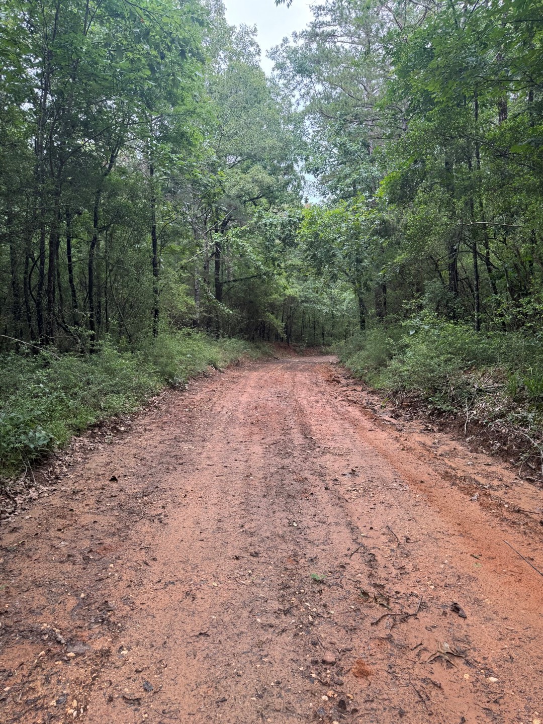 Tbd County Road 4679 Tenaha TX 75974