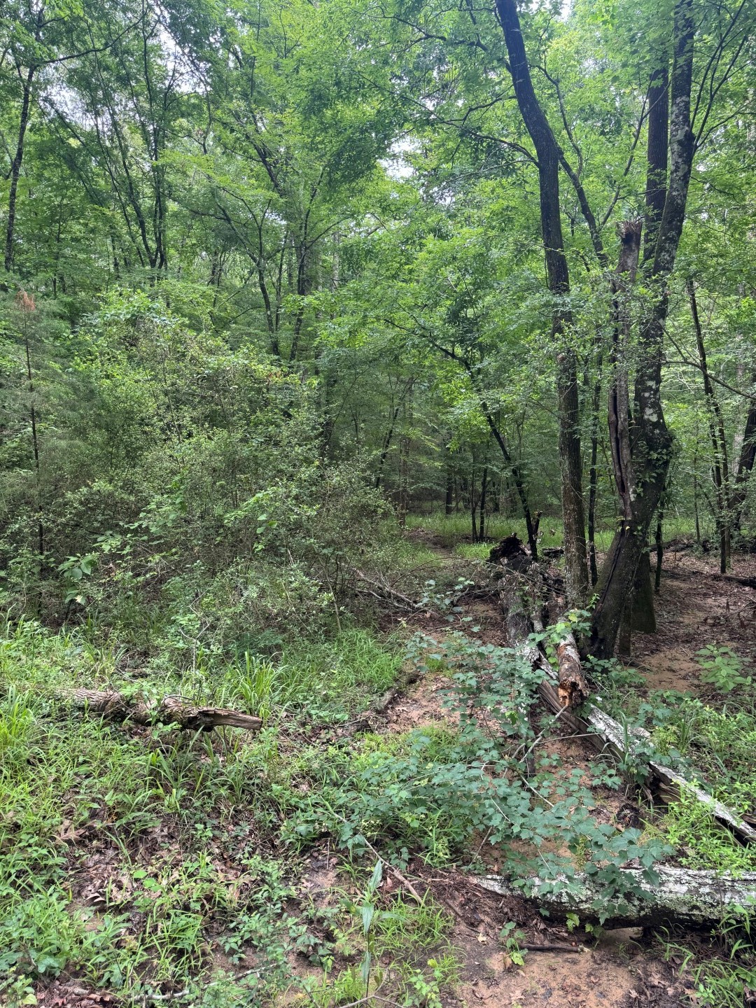 Tbd County Road 4679 Tenaha TX 75974