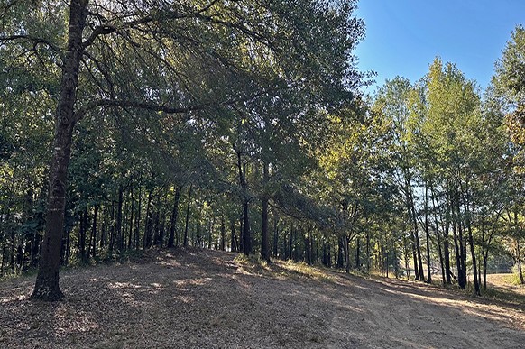 8868 Fm 115 Scroggins TX 75480