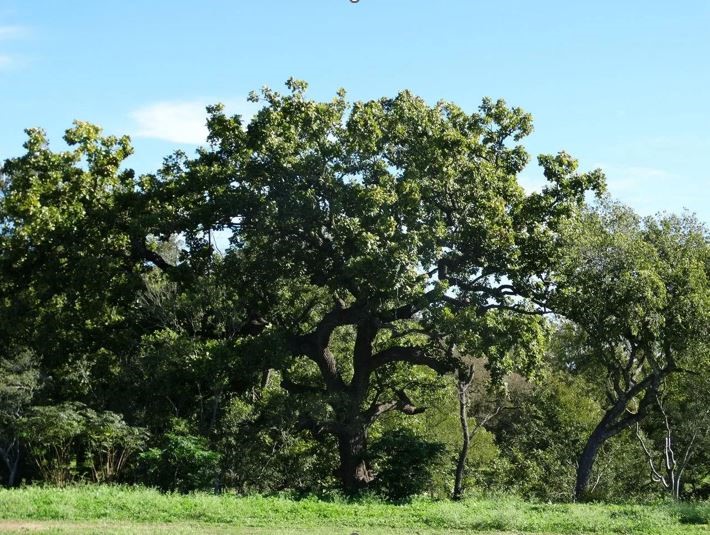 4194 SE River Road Martindale TX 78655