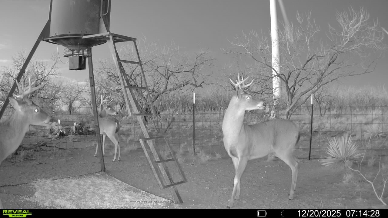 Cr 450 No City TX 79526