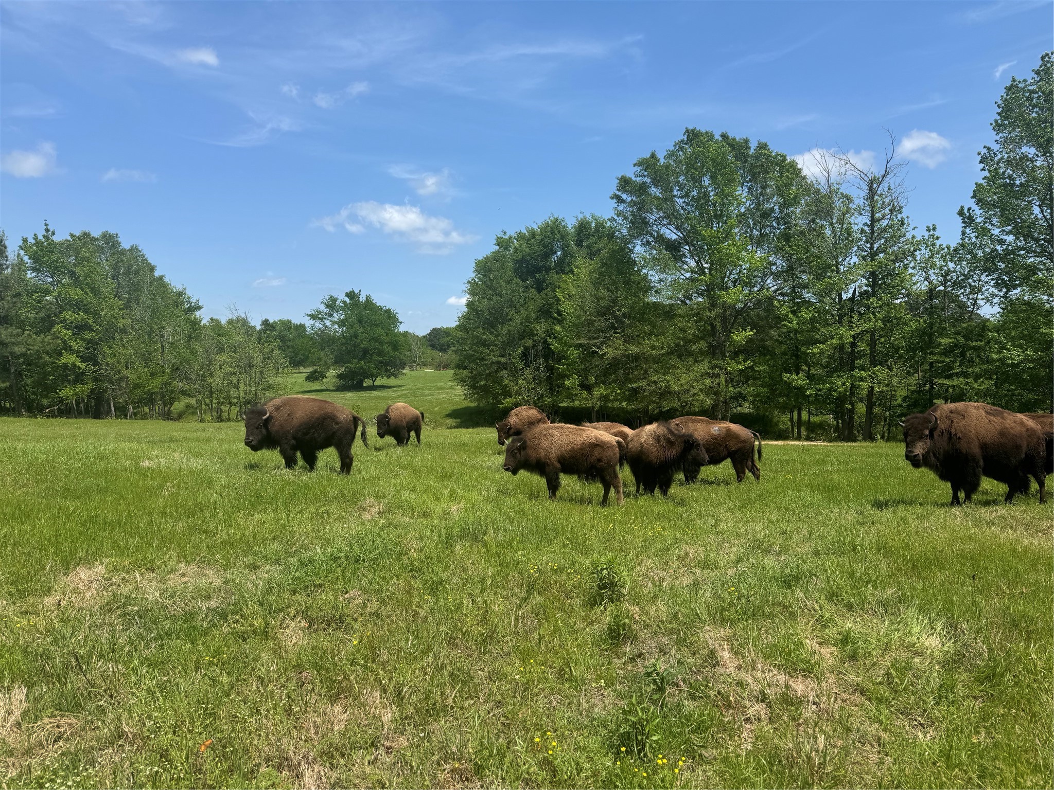 12403 Fm 1975 Gilmer TX 75644
