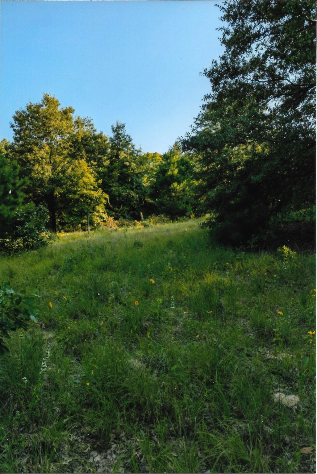Tbd 133 Ac +- Vz County Road 4701 Ben Wheeler TX 75754