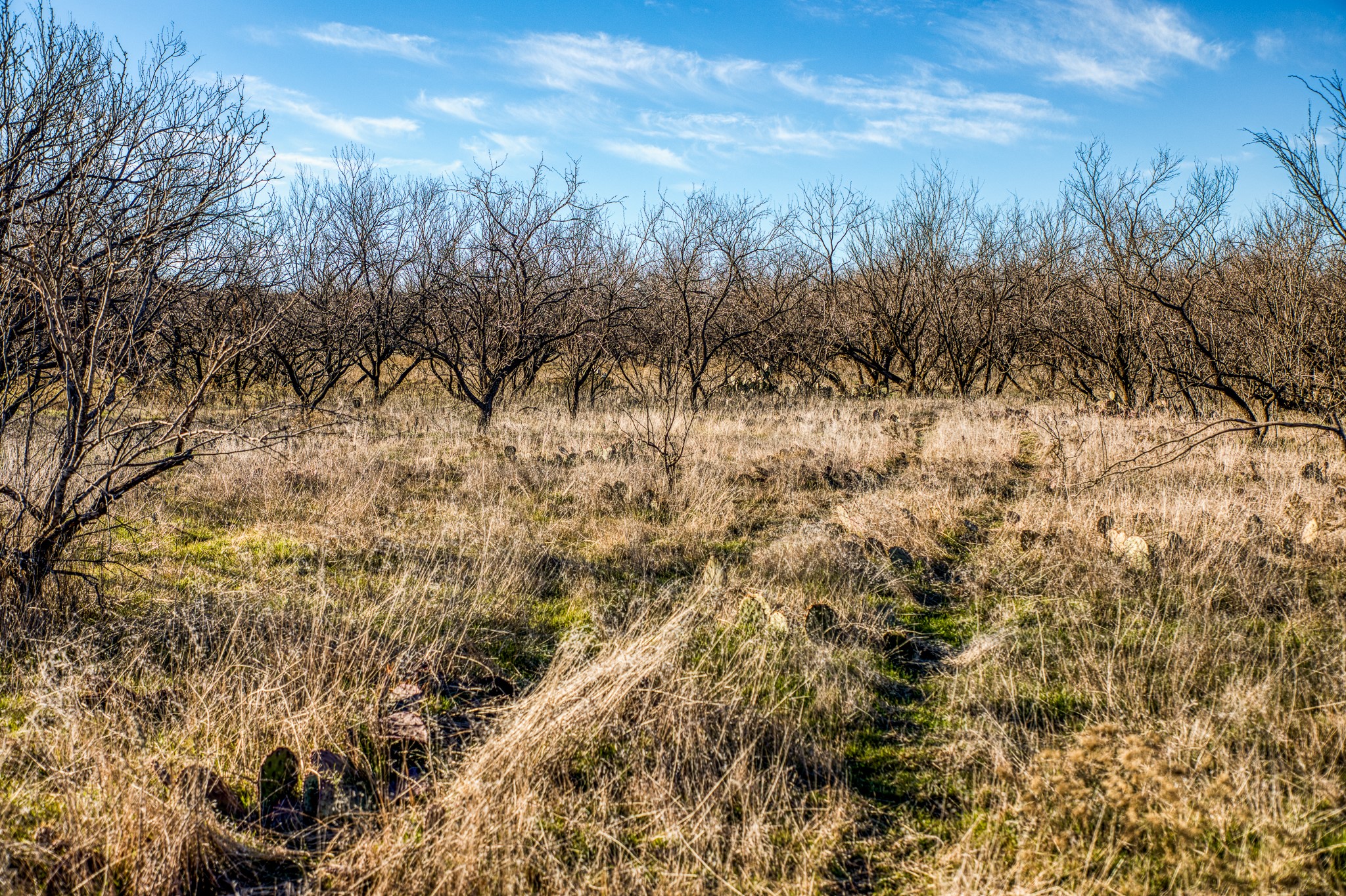 3151 Orth Olney TX 76374