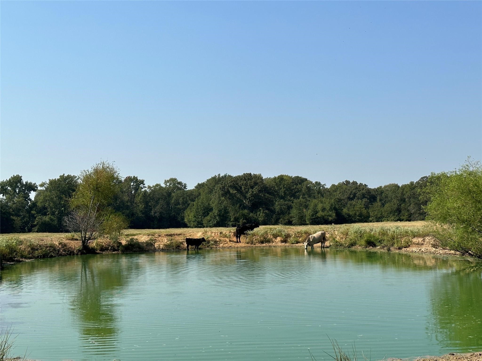 87 Acres Fm 269 Pickton TX 75471