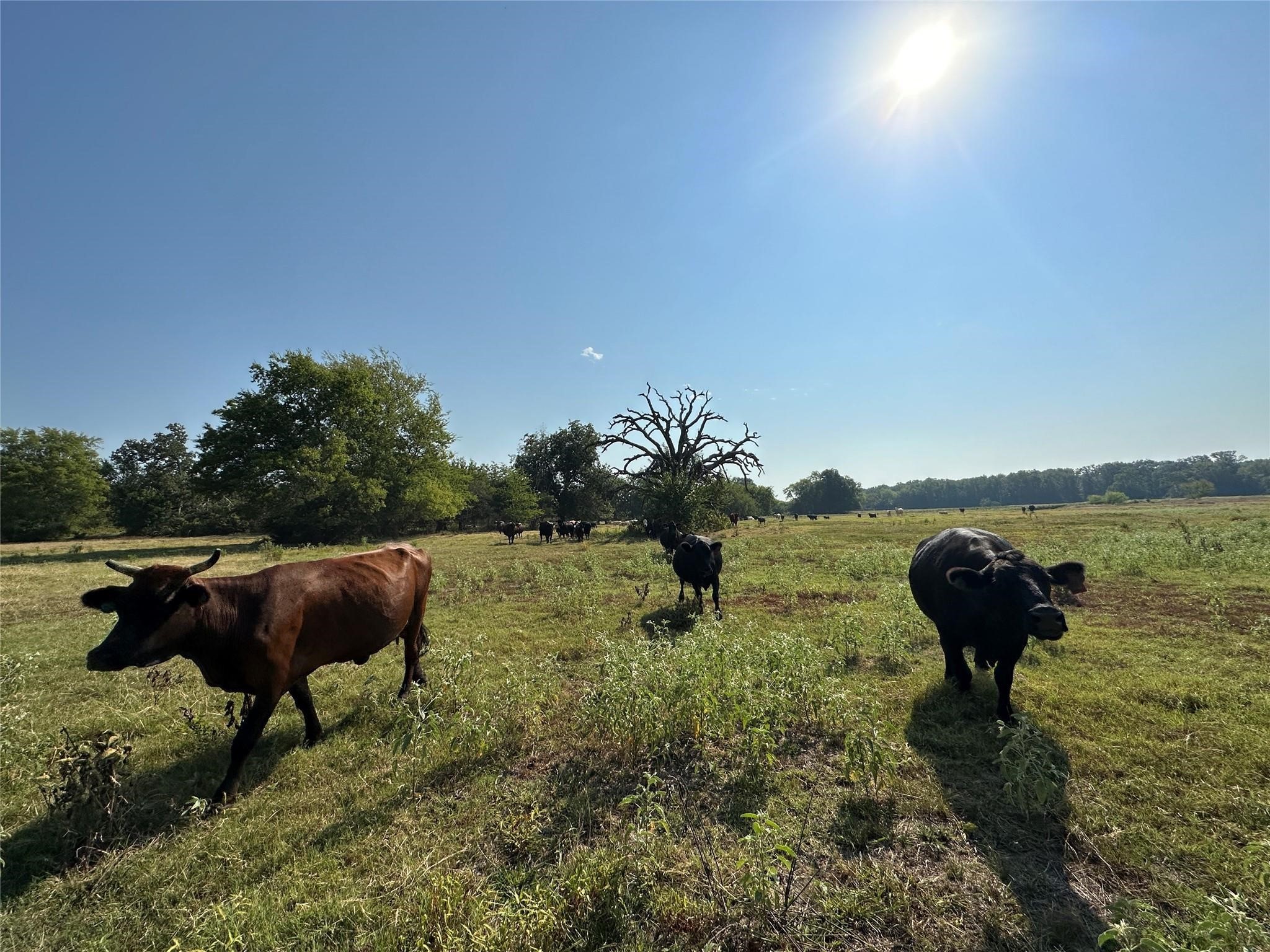 87 Acres Fm 269 Pickton TX 75471