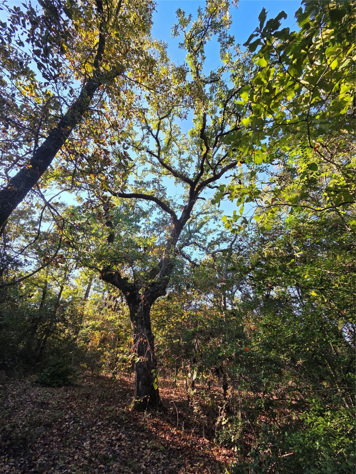 Lot 466 Cr-4710 Larue TX 75770