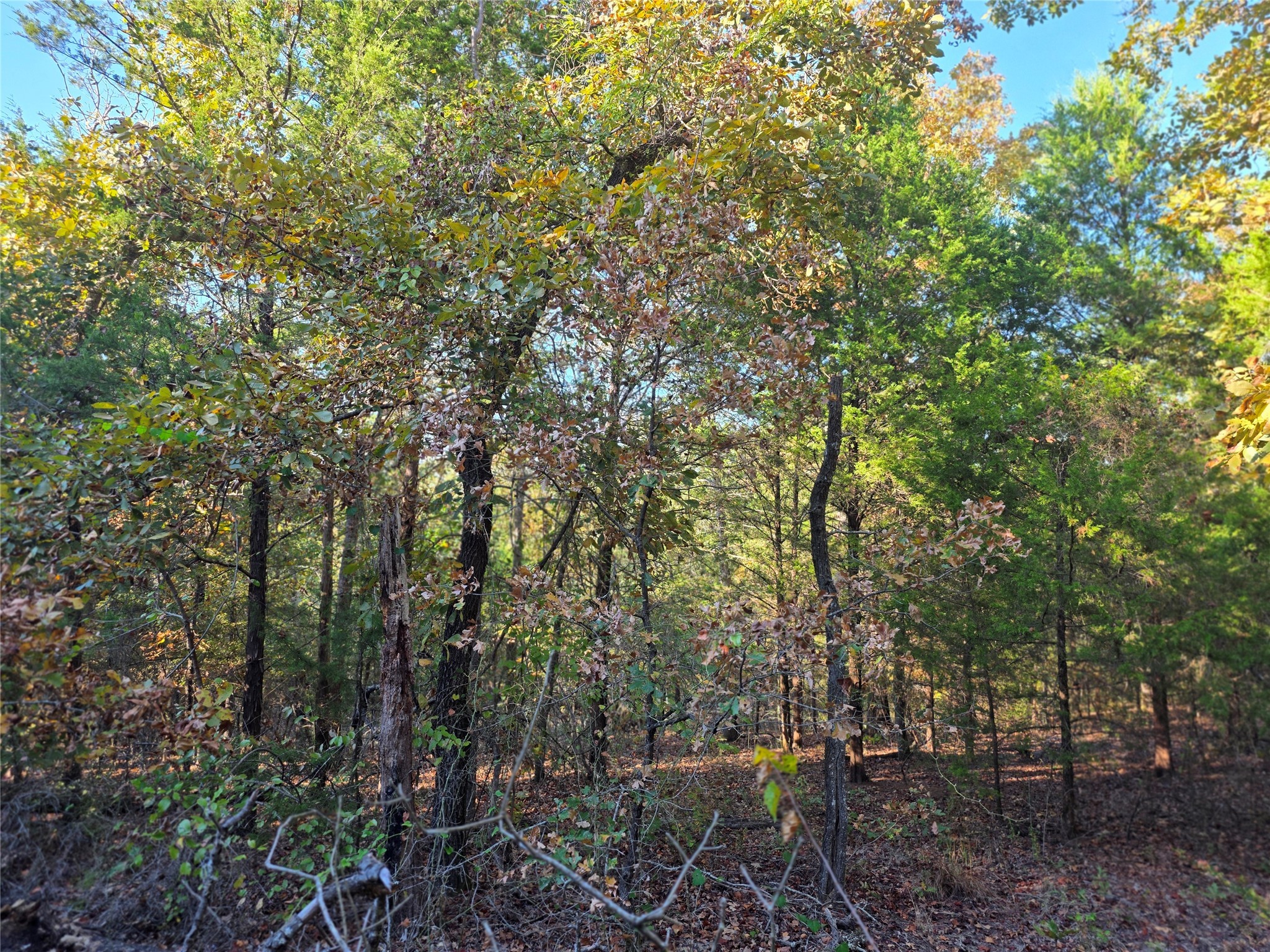 Lot 466 Cr-4710 Larue TX 75770