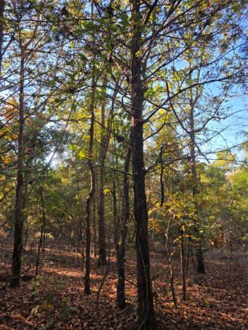 Lot 466 Cr-4710 Larue TX 75770